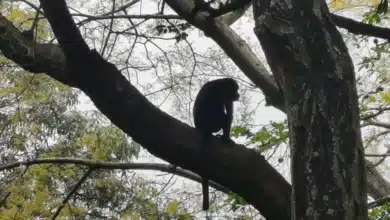 Activan protocolo de protección a monos en Chiapas ante temperaturas extremas