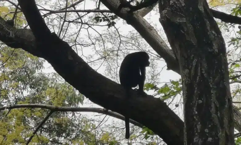 Activan protocolo de protección a monos en Chiapas ante temperaturas extremas