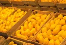 Altas temperaturas y cambio climático golpean la producción de mango ataulfo en Chiapas
