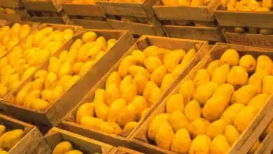 Altas temperaturas y cambio climático golpean la producción de mango ataulfo en Chiapas
