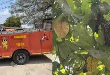 Aumentan en un 50% atenciones por enjambres de abejas en Tuxtla Gutiérrez