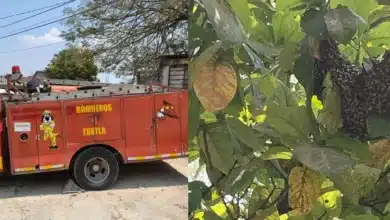 Aumentan en un 50% atenciones por enjambres de abejas en Tuxtla Gutiérrez