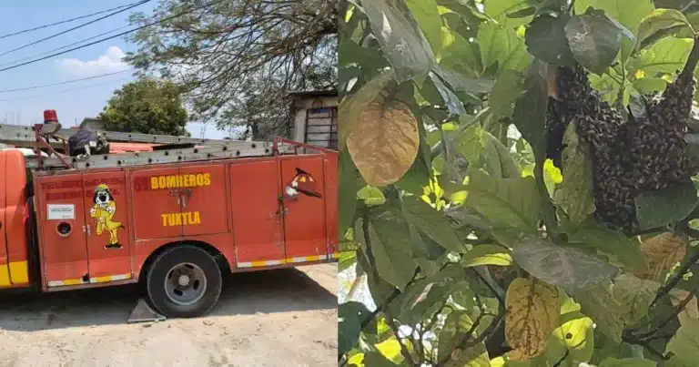 Aumentan en un 50% atenciones por enjambres de abejas en Tuxtla Gutiérrez