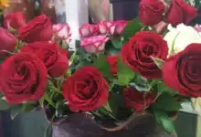 Aumentan hasta 70% las ventas de flores por el Día de las Madres