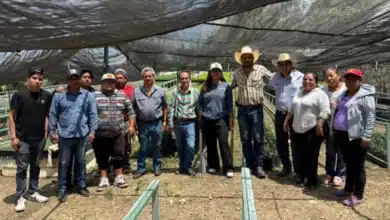 Capacitan a personal del vivero municipal de Comitán para la reproducción de la especie “Quercus”