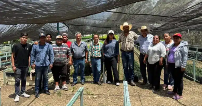 Capacitan a personal del vivero municipal de Comitán para la reproducción de la especie “Quercus”