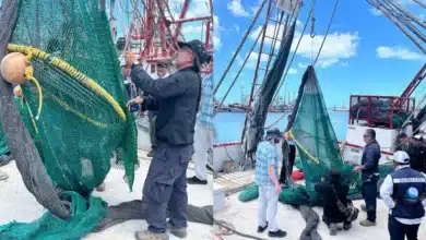 chiapas impulsa exportación de camarón con pesca sostenible que protege a las tortugas marinas