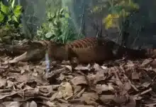 Chiapas, uno de los territorios más ricos en biodiversidad del planeta