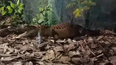 Chiapas, uno de los territorios más ricos en biodiversidad del planeta
