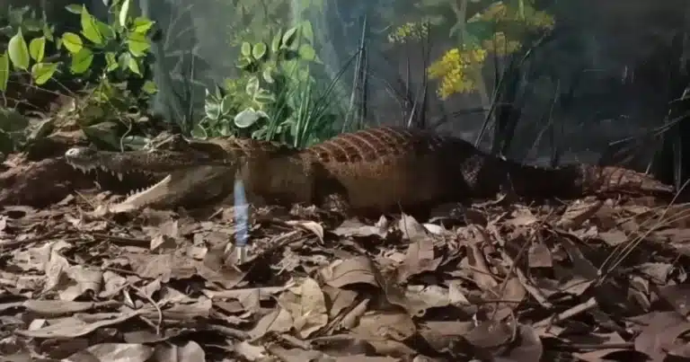 Chiapas, uno de los territorios más ricos en biodiversidad del planeta