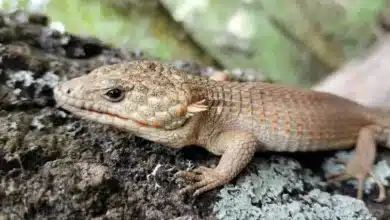 Dragoncitos de labios rojos nacen en Centro Ecológico de San Cristóbal de Las Casas