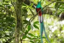 El Ocote, refugio clave para la biodiversidad de aves en Chiapas