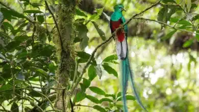 El Ocote, refugio clave para la biodiversidad de aves en Chiapas