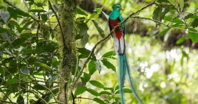 El Ocote, refugio clave para la biodiversidad de aves en Chiapas
