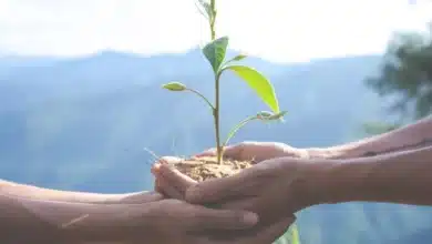 lanzan campaña “adopta un Árbol” en chiapa de corzo para impulsar reforestación y el cuidado ambiental
