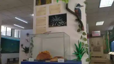 museo botánico de chiapas resguarda riqueza de plantas medicinales y saberes ancestrales