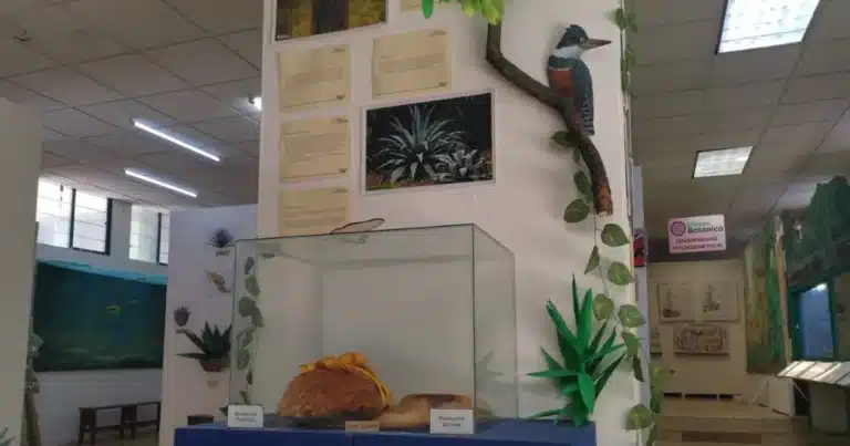 museo botánico de chiapas resguarda riqueza de plantas medicinales y saberes ancestrales