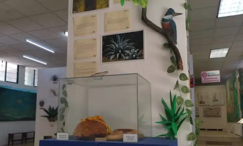 museo botánico de chiapas resguarda riqueza de plantas medicinales y saberes ancestrales