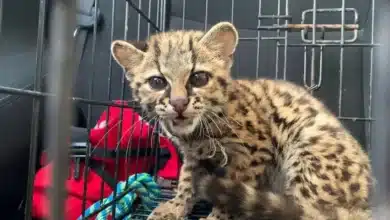 Profepa combate tráfico ilegal de animales en municipios de Chiapas