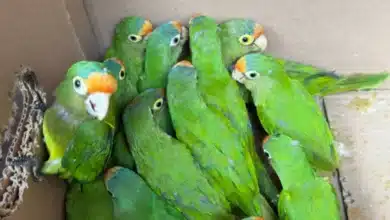 Profepa refuerza protección de fauna silvestre en Chiapas