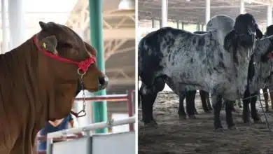 refuerzan secretaría del campo combate al gusano barrenador con entrega de medicamentos en chiapas