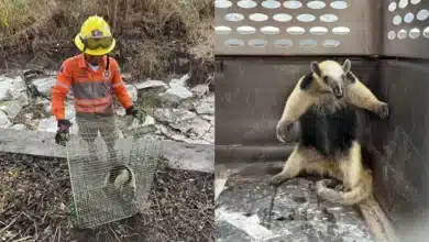 rescate de oso hormiguero en berriozábal evidencia presión creciente sobre la fauna silvestre