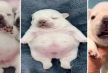 de un video random al éxito global la historia secreta de pibble