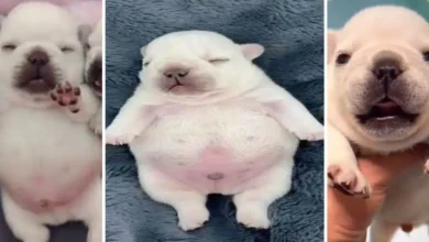 de un video random al éxito global la historia secreta de pibble