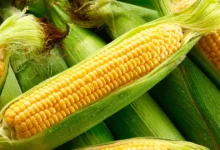 maíz baby el pequeño elote mexicano que conquista la gastronomía gourmet