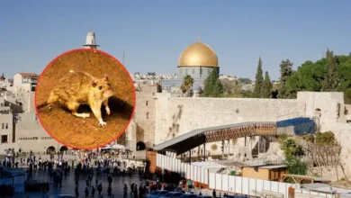 reportan en israel el primer caso de hantavirus detectado en el país