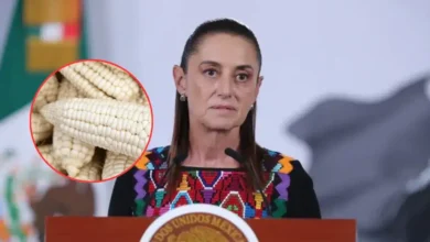 sheinbaum impulsa sistema nacional para garantizar precio justo al maíz blanco
