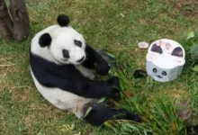 36 años de leyenda xin xin la panda más longeva de latinoamérica celebra su vida en méxico (1)