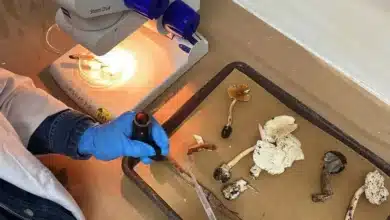 alertan en chiapas por proliferación de hongos silvestres en temporada de lluvias
