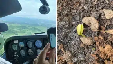 bomberos de tuxtla impulsan reforestación aérea en chiapas con dispersión de 20 mil semillas