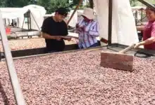 campo chiapaneco busca abrirse para en europa y consolidarse como motor económico estatal(2)