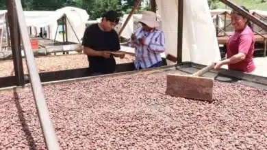 campo chiapaneco busca abrirse para en europa y consolidarse como motor económico estatal(2)