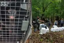 Reintroducen 17 primates en el Parque Nacional Palenque (Foto de Conanp)