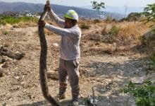 Protección Civil rescata a más de 150 animales en cinco meses en Tuxtla Gutiérrez