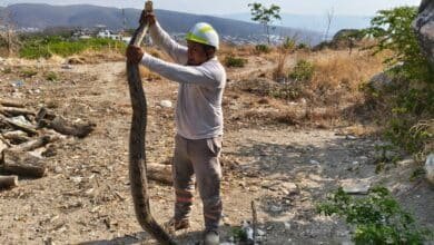 Protección Civil rescata a más de 150 animales en cinco meses en Tuxtla Gutiérrez