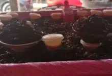 Hasta en 3 mil pesos el kilo del nucú en Chiapas; ya se vende en mercados como el Juan Sabines