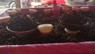 Hasta en 3 mil pesos el kilo del nucú en Chiapas; ya se vende en mercados como el Juan Sabines