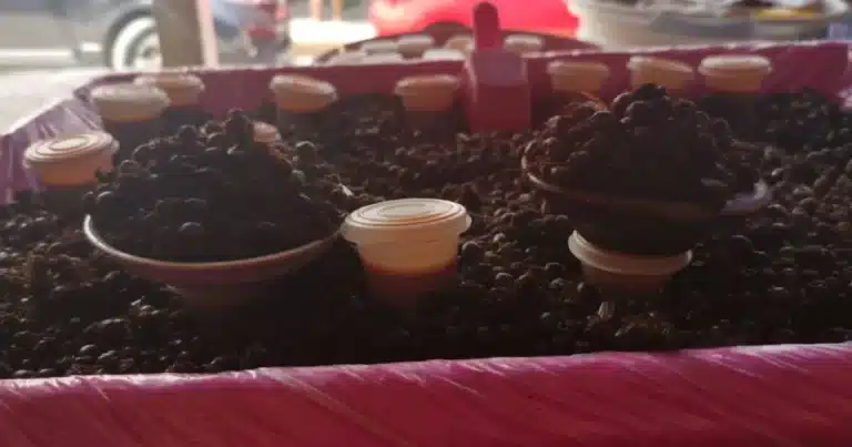 Hasta en 3 mil pesos el kilo del nucú en Chiapas; ya se vende en mercados como el Juan Sabines