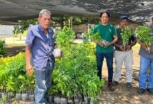 Fortalecen programas de reforestación en Chiapa de Corzo con la entrega de 5 mil 800 plantas