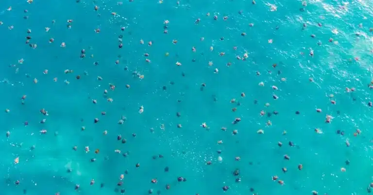 Tortuga Laúd: símbolo de vida en las costas de Chiapas y clave para el equilibrio marino