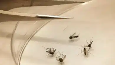 Chiapas reduce contagios de dengue y mantiene saldo blanco en defunciones