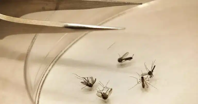 Chiapas reduce contagios de dengue y mantiene saldo blanco en defunciones