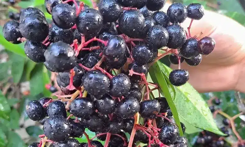 chagalapoli, la fruta ancestral de los tuxtlas que preserva la tradición y apoya la conservación ambiental