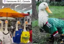 Pato Merlín conquista Canadá durante el Mundial 2026 (Fotos de internet)