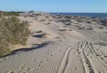 sahuimaro, el tesoro escondido de sonora donde el desierto se encuentra con el mar