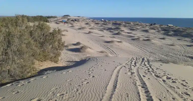 sahuimaro, el tesoro escondido de sonora donde el desierto se encuentra con el mar